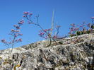 Rusalca, flori de stanca