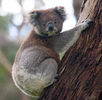 250px-Koala_climbing_tree