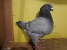 M 2014 5340 - REZERVAT N