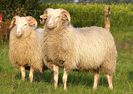 Ceva rasa de oi pentru lana
