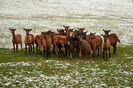 Grup de Alpine frumoase