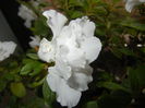 White Azalea (2014, December 07)