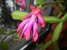 Pink Schlumbergera (2014, December 02)