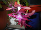 Pink Schlumbergera (2014, December 03)