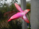 Pink Schlumbergera (2014, December 07)