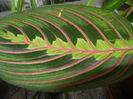 Maranta Erythroneura (2014, Dec.04)