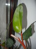 Philodendron erubescens (2014, Dec.04)
