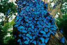 papillons-bleus