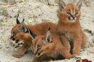 Lynx