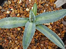 agava americana proto medio pallida
