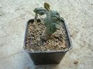 Dorstenia foetida  Schweinf.1896