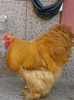 Cocos Cochin Galben 1