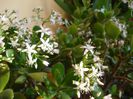 flori de iarna (4)
