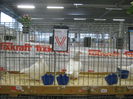 Ausst_Wels_ 237