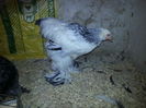 Cocos BHD - 3,5 luni