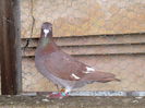 F 2014 Meulemans-J.Aarden -pierduta