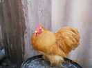 cochinchina pitic 004
