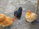 cochinchina pitic 007