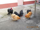 cochinchina pitic 016
