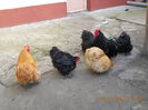 cochinchina pitic 017