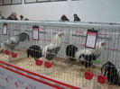Ausst_Wels_ 277