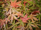 Autumn Colors (2014, November 09)