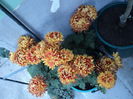 POZE 2014 011