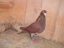 F 2008 ORIG ,Puiu T vin