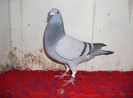 F Jan Theelen 0956494-14
