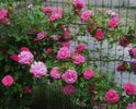 Zephirine Drouhin 305