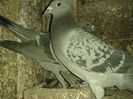 porumbei 085