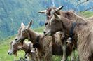 Toggenburg  capre-65