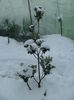 SAM_3453
