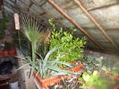 SAM_3537