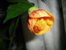 abutilon