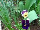 Picture 031