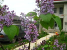 Picture 034