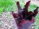 Picture 035