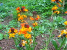 Picture 036