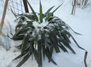 yucca baccata