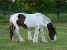 caballo-irish-cob-pastando