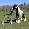 Gypsy%20Vanner%20Horses