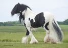 Gypsy_Vanner_Horses_Ster8581-37