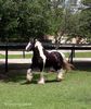gypsy-horse8300w