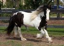 gypsy-vanner-horse8357w