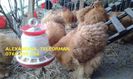 Cochinchina Urias Galben