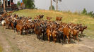 Mergem la pascut