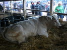 ... charolais ...