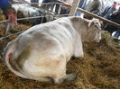 ... charolais ...