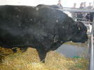 ... angus black ...